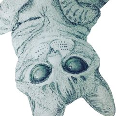 Cat Sketch